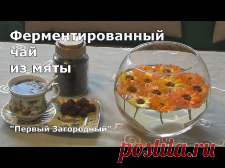 Ферментированный чай из мяты в домашних условиях