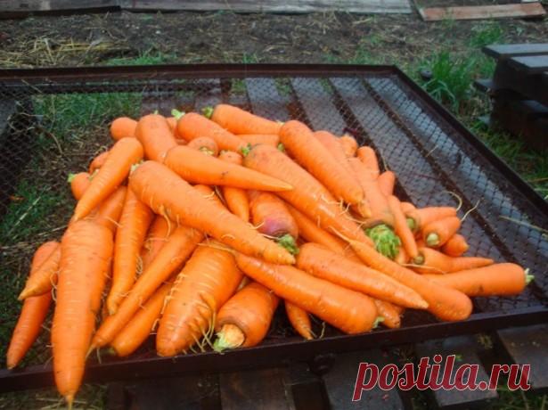 Технология посева моркови под зиму и не только