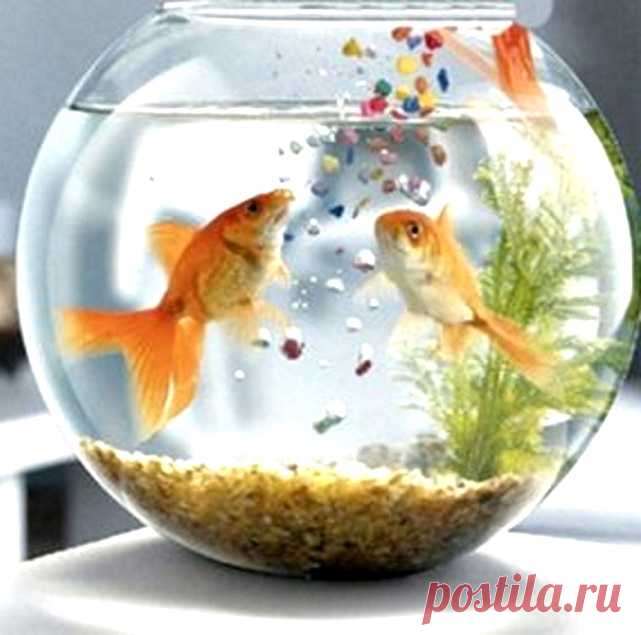 После чистки аквариума не выливайте воду, а используйте ее для полива комнатных растений.