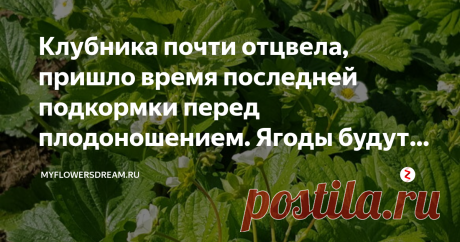 Клубника почти отцвела, пришло время последней подкормки перед плодоношением. Ягоды будут ещё крупнее и слаще Всем  привет! Ну вот потихоньку отцветает клубника. В этом году я вовремя провела самую важную обработку от долгоносика и могу смело сказать, что ни один бутончик не пострадал от лап этого злодея.
Теперь самое время дать клубнике самую последнюю подкормку перед плодоношением.
Для подкормки я использую раствор борной кислоты. Она отлично стимулирует урожайность, зав...