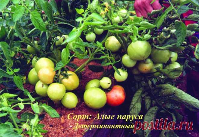 Какие самые лучшие сорта помидор для теплицы из поликарбоната