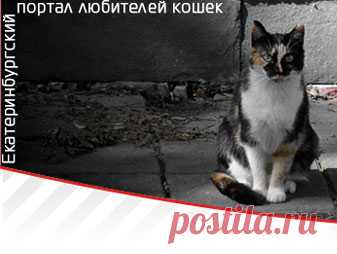 Как правильно кормить котят и кошек | Обшая информация | Статьи о кошках | Екатеринбургский портал любителей кошек