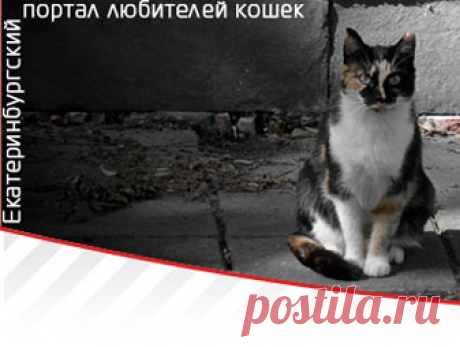 Как правильно кормить котят и кошек | Обшая информация | Статьи о кошках | Екатеринбургский портал любителей кошек