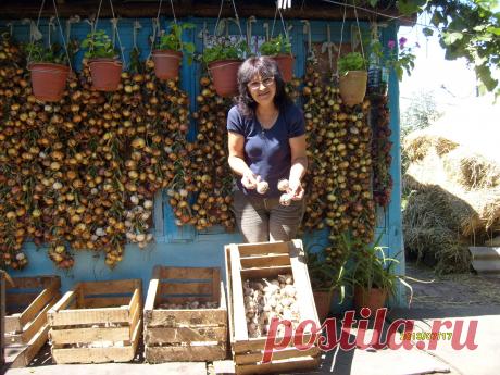 лук для сушки заплетаю в косички , чеснок сушится в ящиках