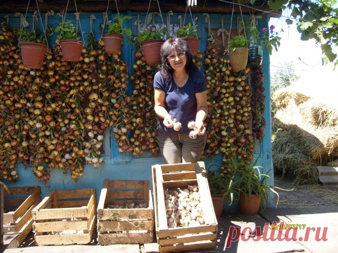 лук для сушки заплетаю в косички , чеснок сушится в ящиках
