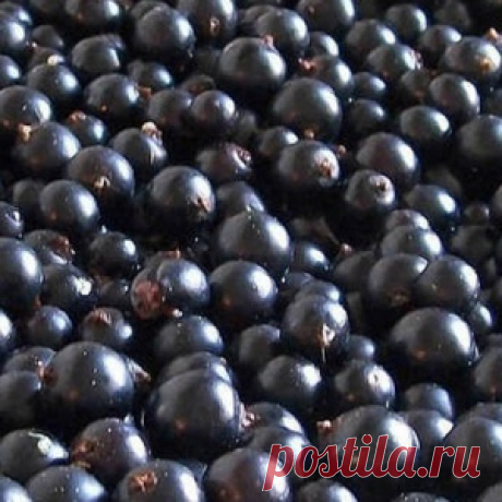 11 ЛЕЧЕБНЫХ СВОЙСТВ ЧЕРНОЙ СМОРОДИНЫ