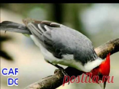 CANTORES DA NATUREZA - YouTube