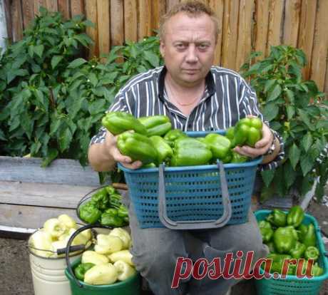 Советы специалиста по выращиванию чудо-урожая на дачном участке