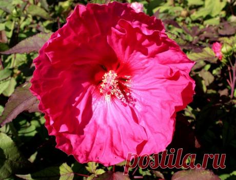 СЕМЕНА ТРАВЯНИСТЫХ ГИБИСКУСОВ - №113-17-7шт