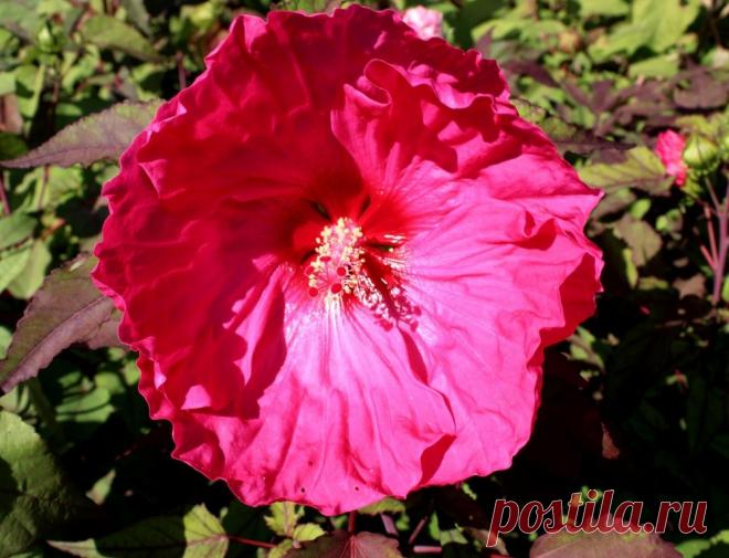 СЕМЕНА ТРАВЯНИСТЫХ ГИБИСКУСОВ - №113-17-7шт