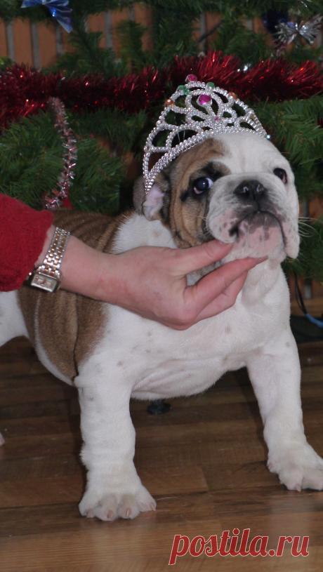 Мужественная и привлекательная, обаятельная и добродушная , лучшая подружка  для Вас и вашей семьи. 
Девочка Английского Бульдога, родилась:  14.09.2015 года,  родители: Norman Bull Kiddy Win&quot;S @ Леди Люция.  
Отдайте частицу своей души и она ответят Вам тем-же.
Прививки по возрасту, клеймо, сопровождение, консультация, родословная, помощь в доставке.
Более подробную информацию в личку