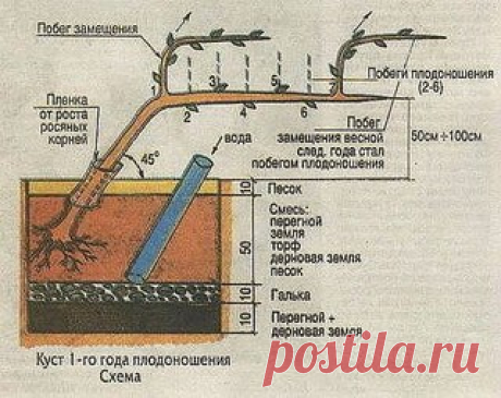 Сохраните, чтобы не потерять!

Как выращивать виноград.
Выращиваю виноград на своем участве уже 8 лет. Очень нравится мне эта культура своей неприхотливостью. А какой урожай можно получить при правильной обрезке и уходе. Глаз радуется! Попалась мне статья в одной брошурке и привлекла мое внимание. Решила я попробовать тоже выращивать виноград по этому методу и результат меня сильно порадовал. Уже на 3 год получила полноценный урожай.
Показать полностью…
