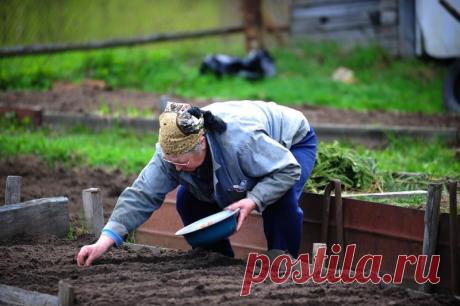 5 советов огороднику на майские праздники | Огород без хлопот