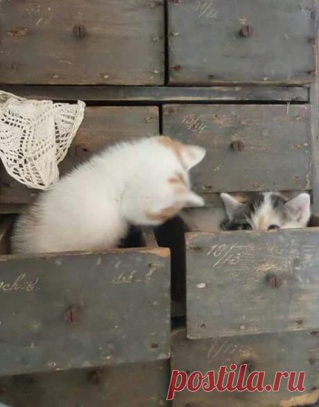 Caturday – Google+
