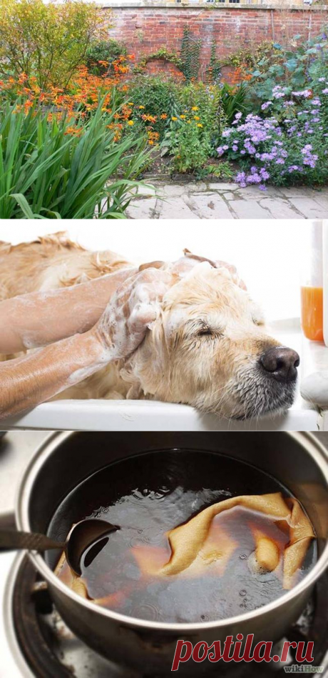 Использование кофейной гущи