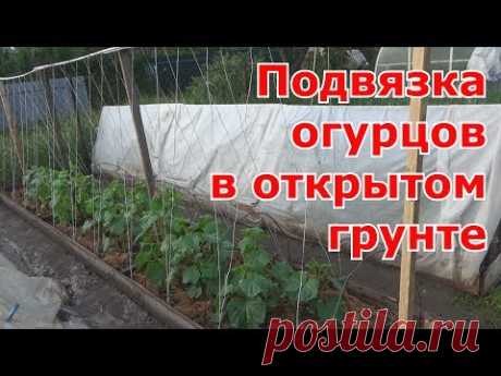 Зная, как подвязать огурцы в открытом грунте, чтобы на них попадало как можно больше солнечного света, можно существенно увеличить не только количество урожа...
