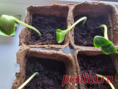 Какую емкость для рассады выбрать: ошибки многих огородников. Рассказываем о преимуществах и недостатках различных емкостей для рассады.