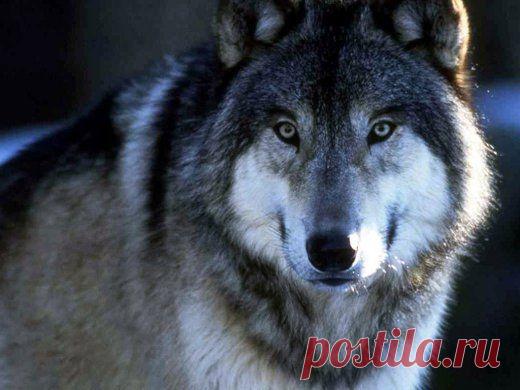 ВОЛЧИЦА. ))))) Матерый волк бежал, упал...