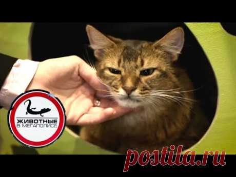 Кошки | Джуманджи. Животные в мегаполисе