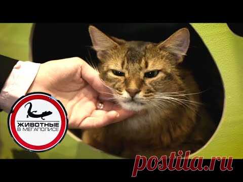 Кошки | Джуманджи. Животные в мегаполисе
