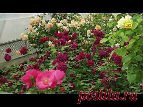 Розы, растущие в полутени | Всё о цветах и полезных растениях часть 1