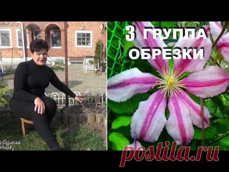Как обрезать клематис  3 группы обрезки