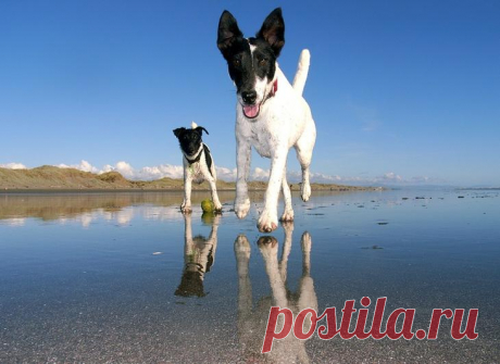 Порода собак фокстерьер