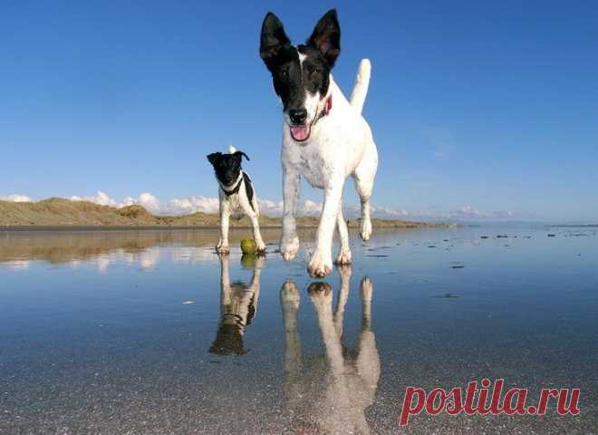 Порода собак фокстерьер