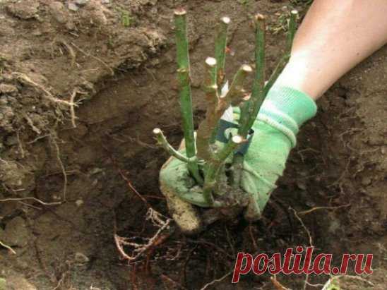 Все, что вы хотели знать о выращивании парковых роз
Парковые розы – одна из нескольких больших групп этих всеми любимых садовых растений, различающихся по внешним признакам и особенностям выращивания. В группу парковых входят старинные розы, в том числе и декоративные виды окультуренного шиповника.
Такие растения долгие десятилетия успешно используются в озеленении садов, парков, дачных участков и городских клумб. Популярность парковые розы завоевали благодаря рекордной зимостойкости, неприхот