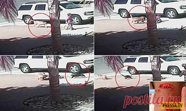 ТОП-10 историй о кошках-героях (10 фото) | Чёрт побери С давних пор кошка всегда была рядом с человеком и отвечала за «наведение порядка» в мышином царстве. Но, несмотря на это, есть мнение, что кошки ведут себя эгоистично и равнодушно по отношению к человеку. Так ли это? Ниже представлены 10 историй о кошках-героях, которые призваны разрушить сложившиеся стереотипы о представителях семейства кошачьих. Именно благодаря храбрости домашних питомцев, были спасены человеческие...