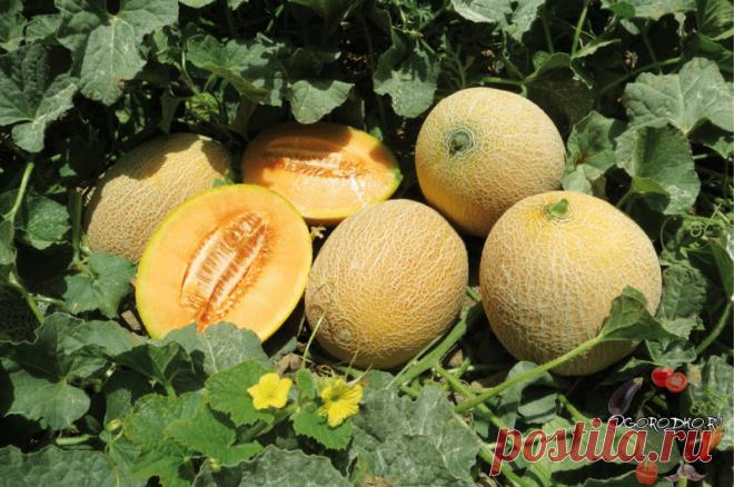Мы поклонники отныне, королевы поля – Дыни! Как выращивать дыни в открытом грунте – посадка, подкормка, прищипка плетей и формирование, опыление вручную, при какой температуре сажать в открытый грунт, как спасти…