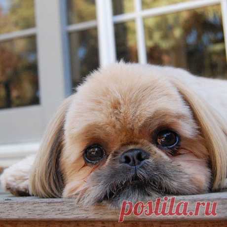 Dougie the Shih Tzu (@dailydougie) • Фото и видео в Instagram