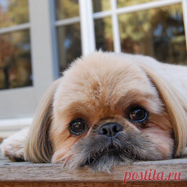 Dougie the Shih Tzu (@dailydougie) • Фото и видео в Instagram