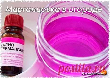 Марганцовка в огороде

Подкормка раствором марганцовки (3г на 10 л воды) повышает сопротивляемость растений не только болезням, но и неблагоприятной погоде.

Если перед посевом семена замочить в растворе марганцовки, это не только продезинфицирует их и уничтожит возбудителей болезней, но и обеспечит стартовым запасом марганца (который способствует росту растений). В итоге можно получить богатую и экологически чистую продукцию. Семена замачивают на 20 минут в 0,5% растворе ...