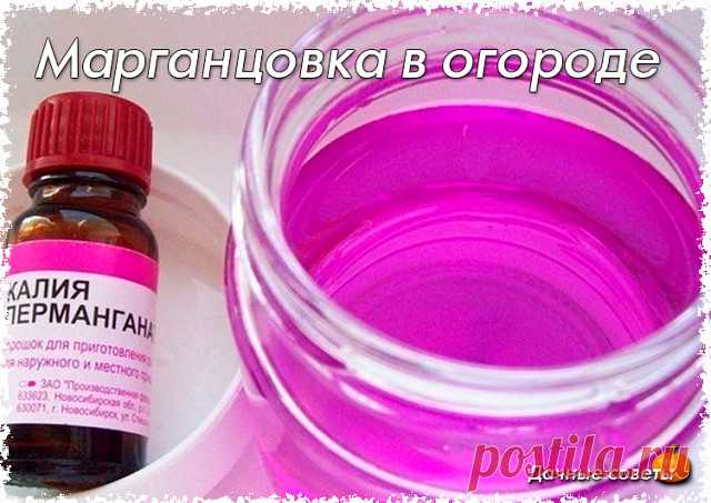 Марганцовка в огороде

Подкормка раствором марганцовки (3г на 10 л воды) повышает сопротивляемость растений не только болезням, но и неблагоприятной погоде.

Если перед посевом семена замочить в растворе марганцовки, это не только продезинфицирует их и уничтожит возбудителей болезней, но и обеспечит стартовым запасом марганца (который способствует росту растений). В итоге можно получить богатую и экологически чистую продукцию. Семена замачивают на 20 минут в 0,5% растворе ...