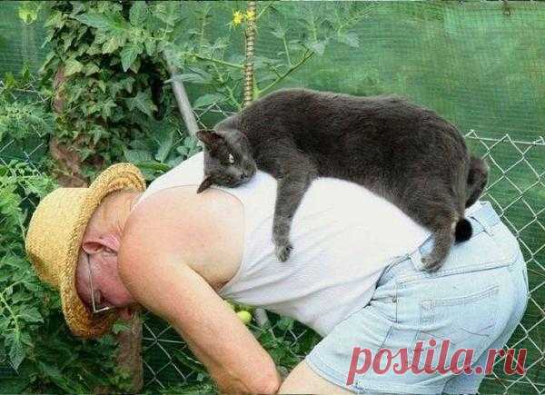 Грустные мысли кота: — Сначала отвезли к ветеринару, потом взяли с собой на дачу… И что мне теперь тут прикажете делать? Грядки полоть, что ли?!..