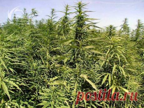 Конопля - запрещенный рецепт здоровья | Домашняя аптечка