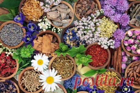 В чём суть СИНЕРГИИ ТРАВ? Травы — синергисты и травы-антагонисты О травах — синергетиках, и травах — антагонистах, об интернет-рецептах и рецептах их обычных книг, о безопасности при использовании трав..