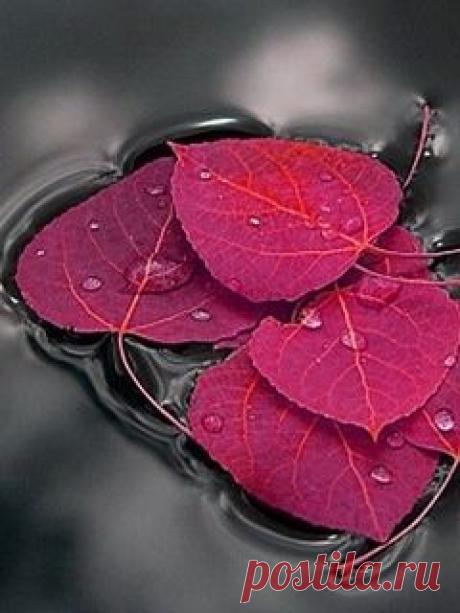 Pinterest