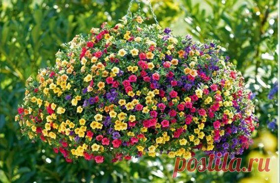 Калибрахоа - самая миниатюрная петуния