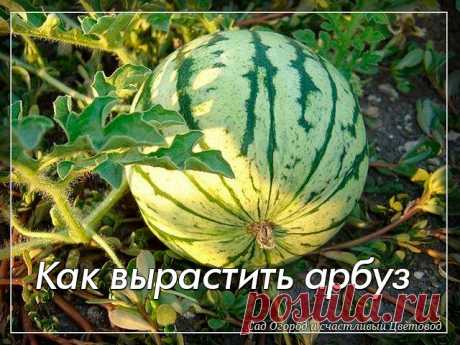 Как вырастить арбуз

Спрашиваете как вырастить сладкий спелый крупный арбуз в наших условиях? Нет ничего проще! 

Это можно сделать даже без теплиц и навоза, которые сегодня недешево стоят. Многие просто не верят в то, что на своих дачах могут вырастить арбузы весом в 8-10 килограмм, а то и больше. Как показывает опыт, для этого необходимо знать некоторые тонкости и хитрости. Как вырастить арбуз.

Начать нужно с выбора сорта или гибрида

Гибриды имеют явные преимущества. О...