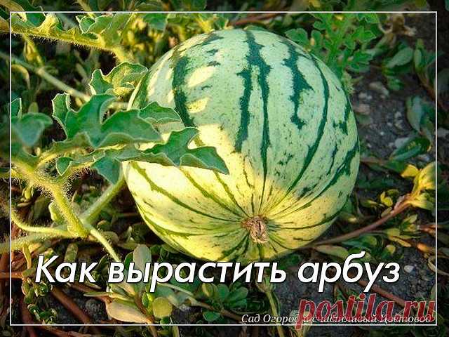 Как вырастить арбуз

Спрашиваете как вырастить сладкий спелый крупный арбуз в наших условиях? Нет ничего проще! 

Это можно сделать даже без теплиц и навоза, которые сегодня недешево стоят. Многие просто не верят в то, что на своих дачах могут вырастить арбузы весом в 8-10 килограмм, а то и больше. Как показывает опыт, для этого необходимо знать некоторые тонкости и хитрости. Как вырастить арбуз.

Начать нужно с выбора сорта или гибрида

Гибриды имеют явные преимущества. О...