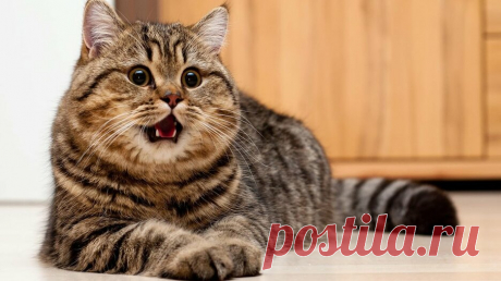 ПРАВИЛА ПИТАНИЯ КОТА (людям читать запрещено!)