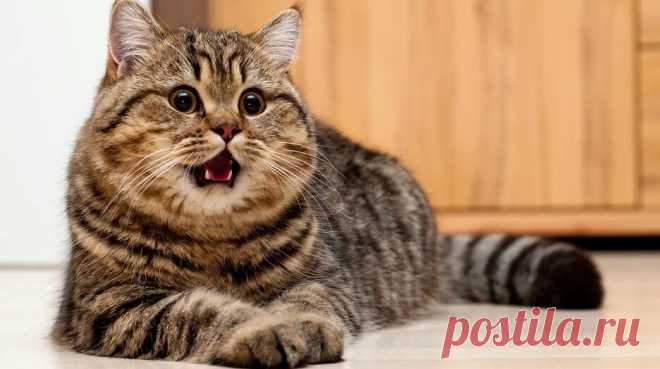 ПРАВИЛА ПИТАНИЯ КОТА (людям читать запрещено!)