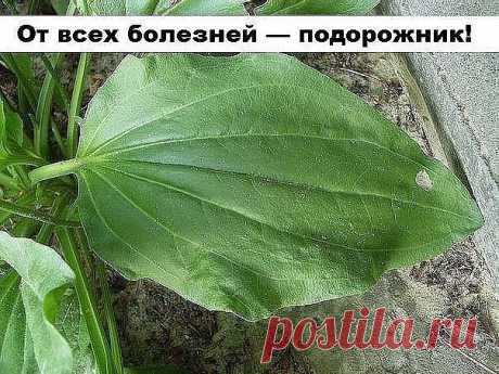 От всех болезней — подорожник!

Подорожник — одно из старинных лекарственных растений. Он был известен еще в Китае, Древней Греции и Риме, это растение высоко ценили персидские и арабские врачи.

Латинское название образовано от слов «подошва» и «двигать», так как листья его напоминают след ноги. Эту же особенность заметили и индейцы Америки, называя его «следом белого человека».

В народной и официальной медицине применяются листья подорожника большого (Plantago major). П...