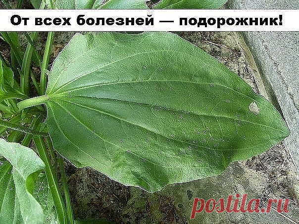 От всех болезней — подорожник!

Подорожник — одно из старинных лекарственных растений. Он был известен еще в Китае, Древней Греции и Риме, это растение высоко ценили персидские и арабские врачи.

Латинское название образовано от слов «подошва» и «двигать», так как листья его напоминают след ноги. Эту же особенность заметили и индейцы Америки, называя его «следом белого человека».

В народной и официальной медицине применяются листья подорожника большого (Plantago major). П...