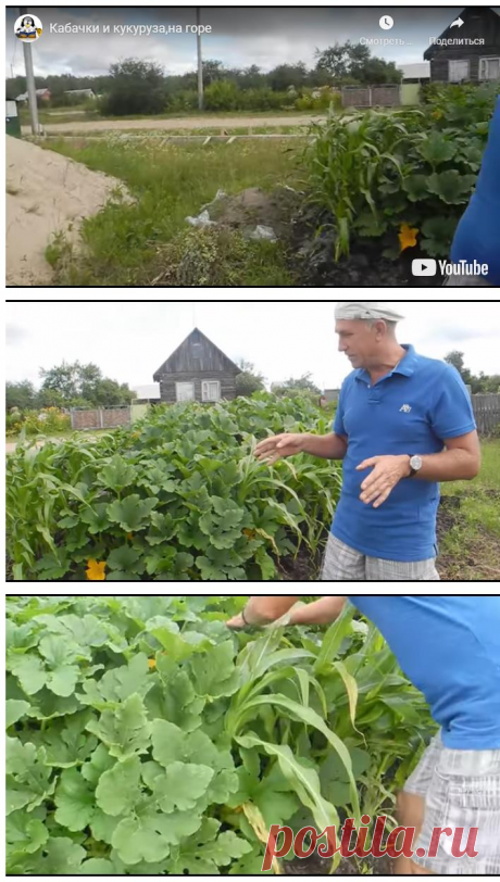 Кабачки и кукуруза,на горе