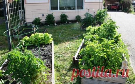 Новый метод выращивания картошки — в коробах