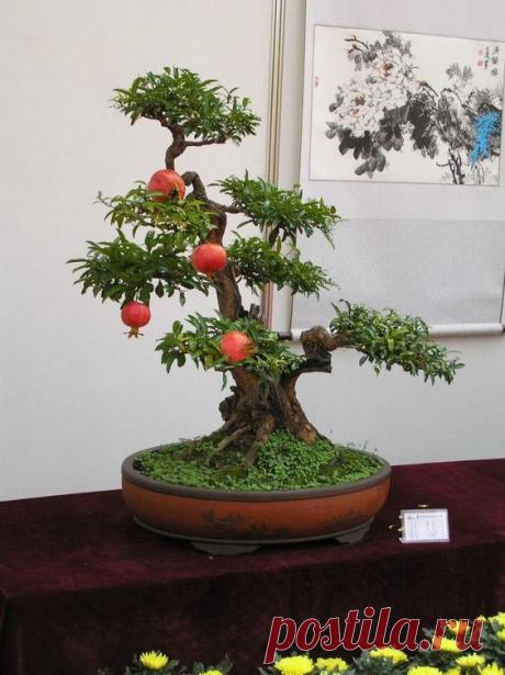 Bonsai pomegranate   |  Pinterest • Всемирный каталог идей