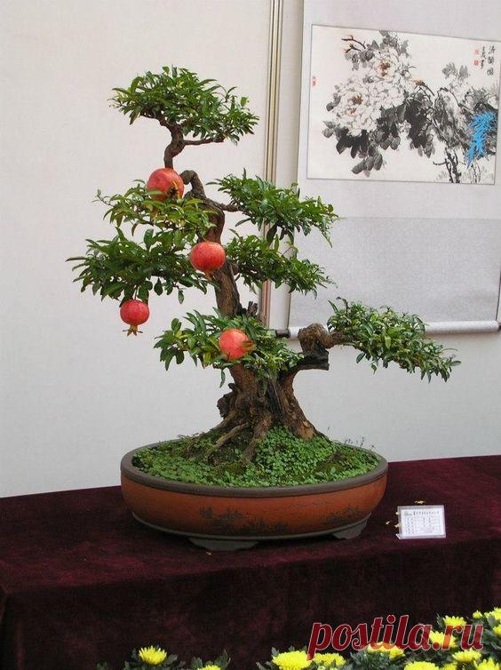 Bonsai pomegranate   |  Pinterest • Всемирный каталог идей
